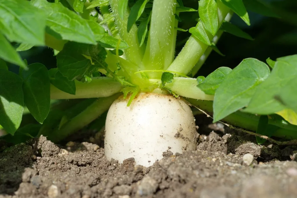 Wie man Daikon im Freiraum wächst: Pflanzdaten, Sorten und Pflege