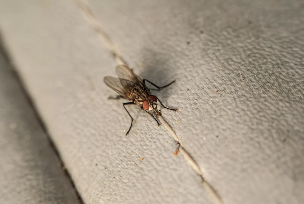 Fliegen im Haus verschwanden sofort mit einem einfachen Hausmittel
