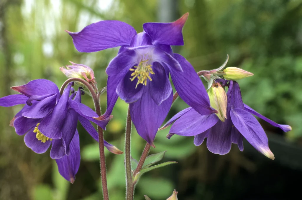 Diese Blume ist eine echte Dekoration des Gartens. Weißt du was es ist?