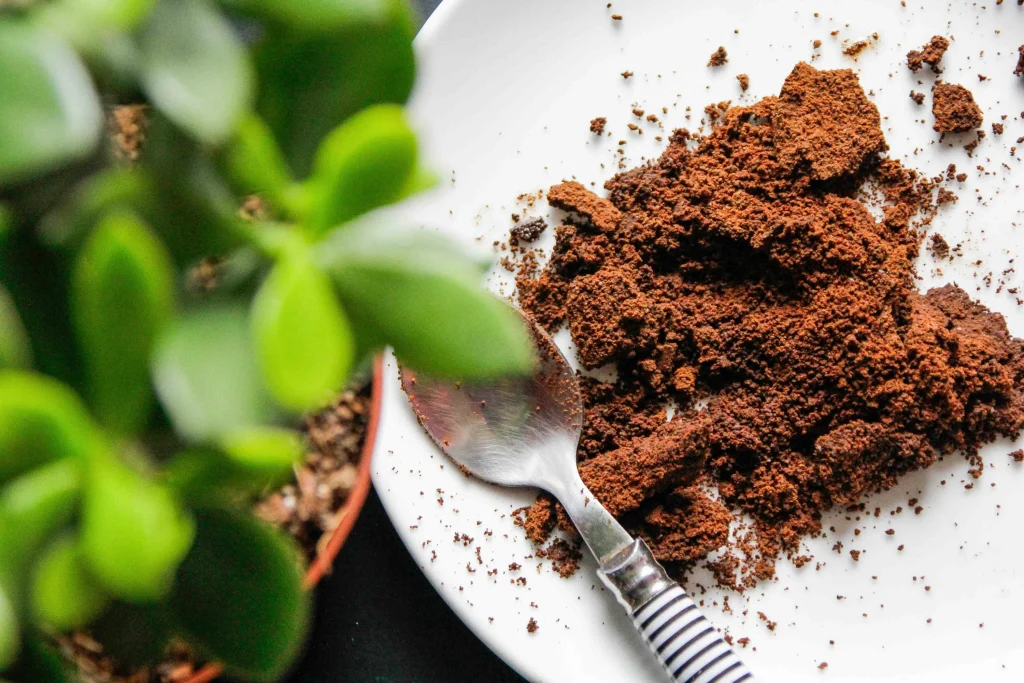 Achtung: Kaffee -Sattel ist ein idealer Dünger für Ihren Garten, aber diese fünf Pflanzen hassen es.