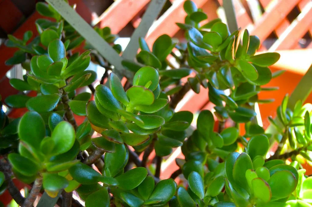 Gartenbau: Geheimnisse, um Ihre Jade -Bäume zum ersten Mal zum Blühen zu bringen 