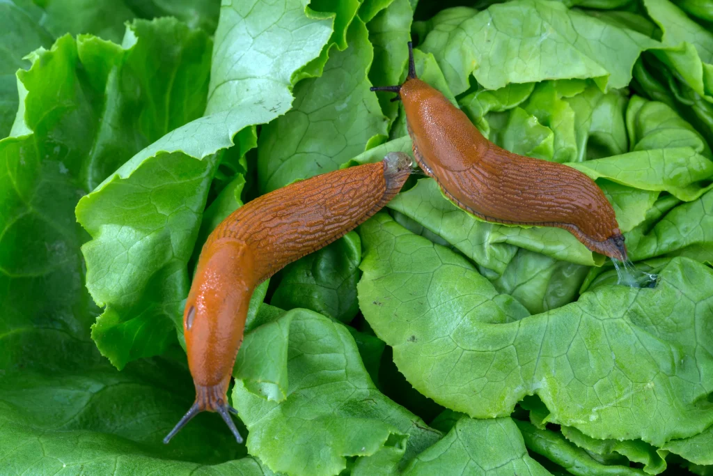 Auf Wiedersehen, Slims: Ein Trick mit Schalen auf Eiern, die Gärtner kämpfen, um ihre Salate zu schützen