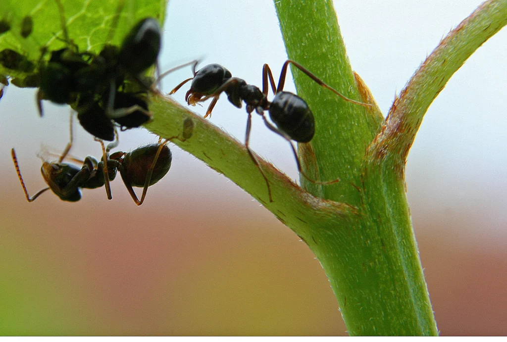 Der Trick dieser Großmutter, der hilft, zu verhindern, dass Ameisen in den Garten eintreten, funktioniert besser als jedes kommerzielle Produkt 