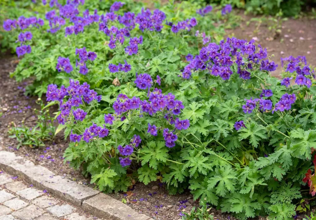 Erstaunliches Getränk für Geranium