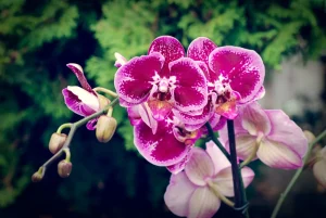 Stirbt die Orchidee? Mach es und werde in einem Geräusch lebendig und mit neuen Blumen bedecken.