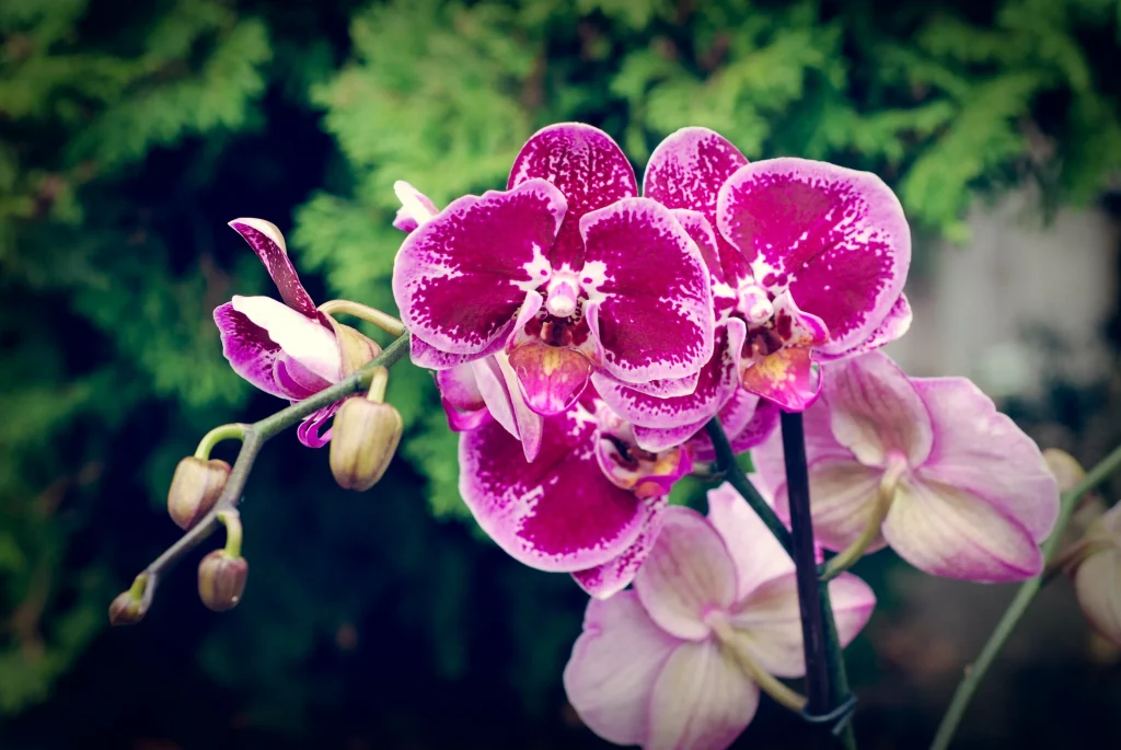 Stirbt die Orchidee? Mach es und werde in einem Geräusch lebendig und mit neuen Blumen bedecken. 