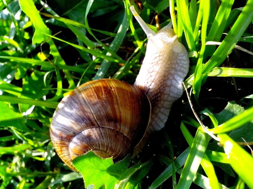Ziehen Sie es aus dem Küchenschrank und verschütten Sie es in den Garten. Sie fahren sofort Schnecken und Ameisen weg.
