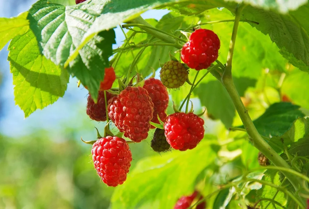 Mitte Juni: Wie man Himbeeren für die Ernte der Größe von Erdbeeren düngen