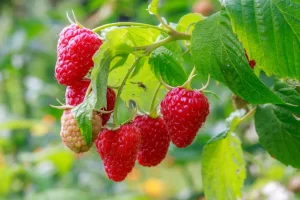 Mitte Juni: Wie man Himbeeren für die Ernte der Größe von Erdbeeren düngen