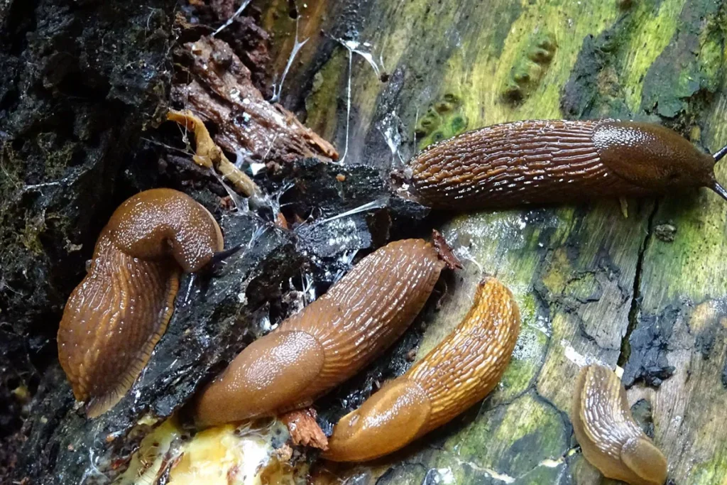 Keine Schnecke mehr! Legen Sie es in die Mitte des Gartens.
