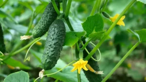 Wie man eine unglaubliche Ernte von Gurken im freien Boden bekommt: eine interessante Methode