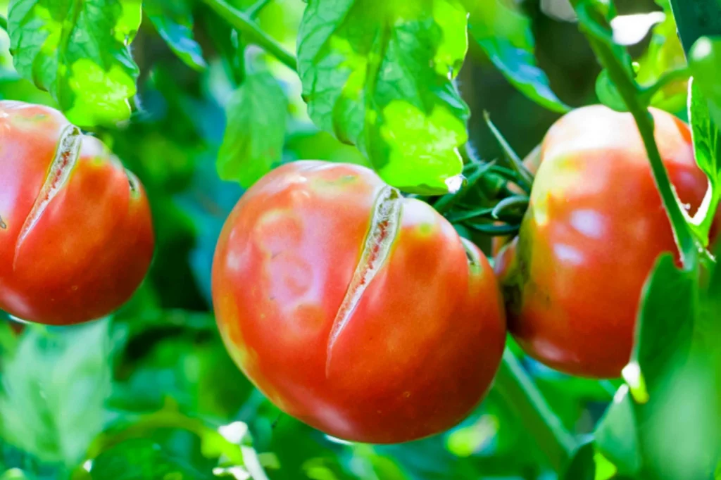 Entfernen Sie sie aus dem Busch. Tomaten werden sofort aufhören zu knacken.