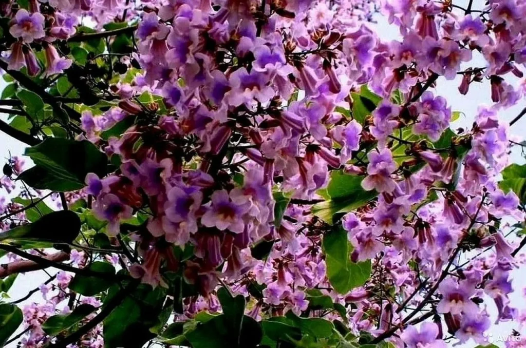 Dieser Baum wächst mit schwindelerregender Geschwindigkeit und verwandelt Ihren Garten in eine Oase und bei 40 ° C. 