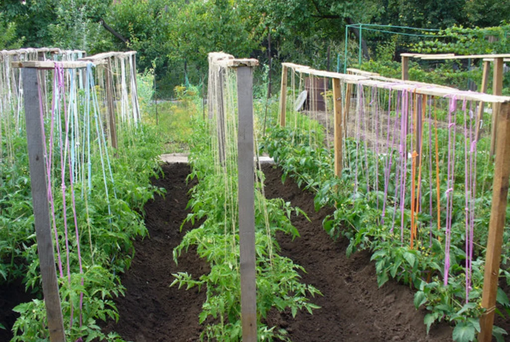 Keine Unterstützung mehr für Tomaten, hier ist die ideale Lösung für den Anbau von Pflanzen mit Platzeinsparung