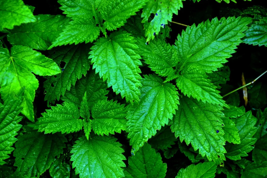 Es ist ratsam, Brennnessel im Garten zu lassen - signalisiert etwas Wichtiges.