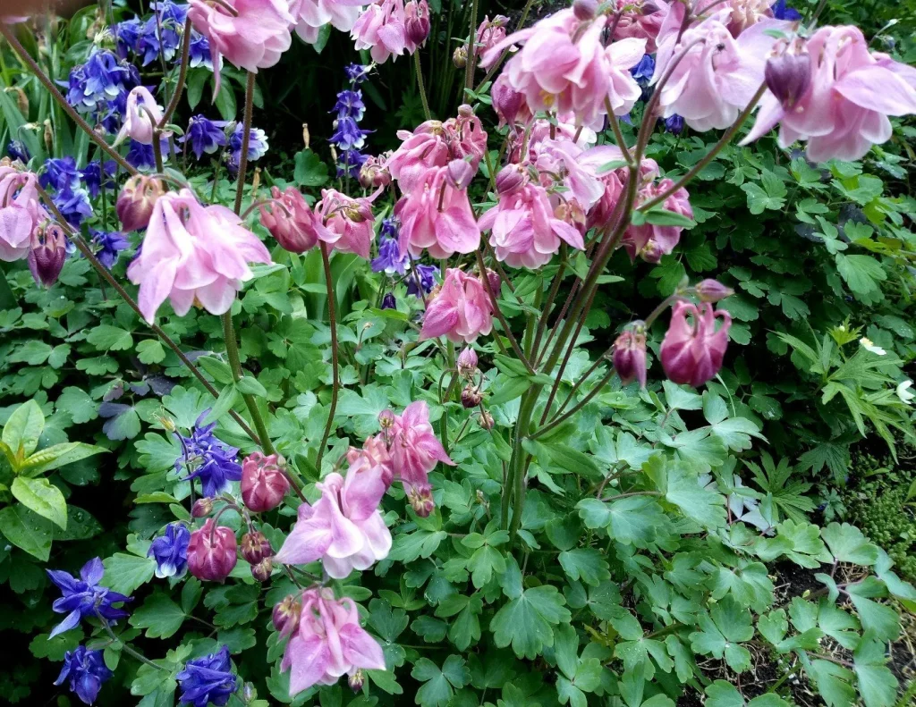 Es hat schöne Blumen und ist ein natürlicher Schutz gegen Schnecken. Ideale Pflanze für Anfänger. 