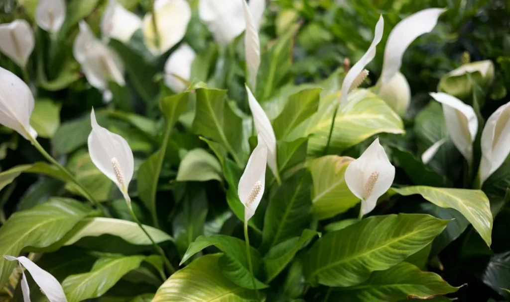Ich habe es neben Spathiphyllum gebaut. Ich war geschockt, wie schnell er blühte. 