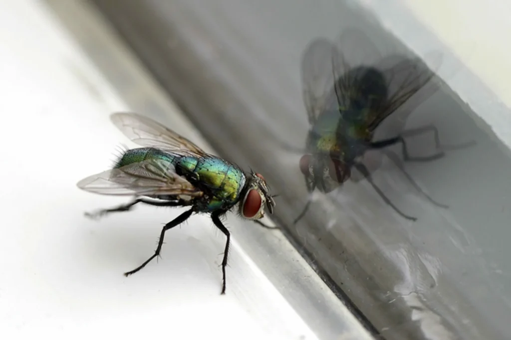 Wie kann man Fliegen im Haus loswerden? 8 Tipps, wie man sie ohne Chemikalien ablehnt