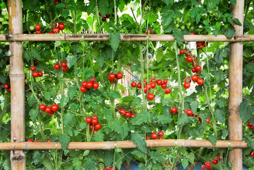 Sie benötigen keine Unterstützung für Tomaten mehr, hier ist die ideale Lösung für den Anbau von Pflanzen und zum Sparen von Platz 