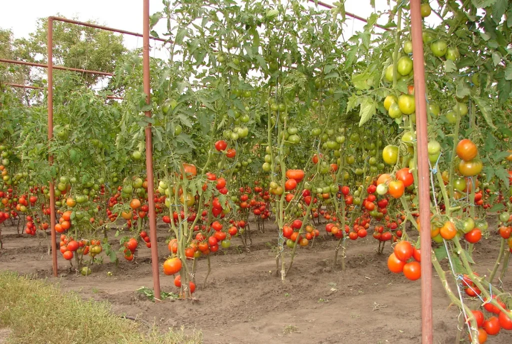 Sie benötigen keine Unterstützung für Tomaten mehr, hier ist die ideale Lösung für den Anbau von Pflanzen und zum Sparen von Platz