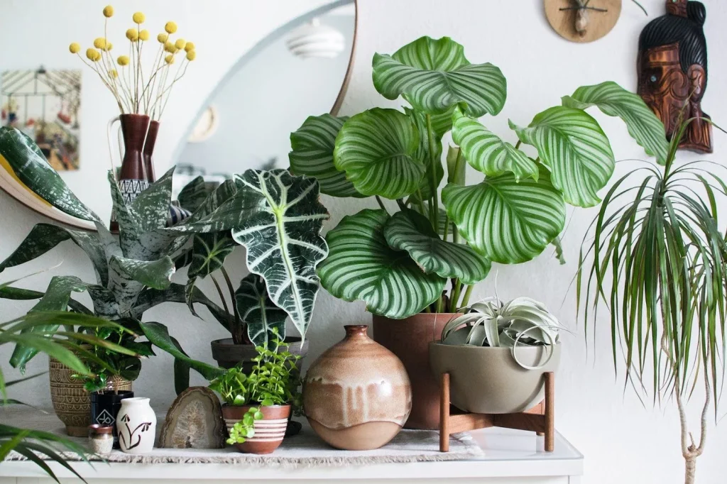 Kaufen Sie diese Pflanze nie wieder: Ihr Haus wird in Sekundenschnelle mit Kakerlaken gefüllt sein.