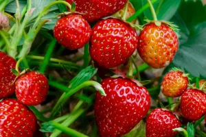 5 Fehler, die Ihre Erdbeeren niemals zur Welt bringen - finden Sie heraus, wie Sie sie beheben können