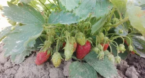 Sprinklosen Erdbeeren mit Mehl während der Blüte entmutigen die Nashörner und unterstützen das Wachstum großer und süßer Früchte.