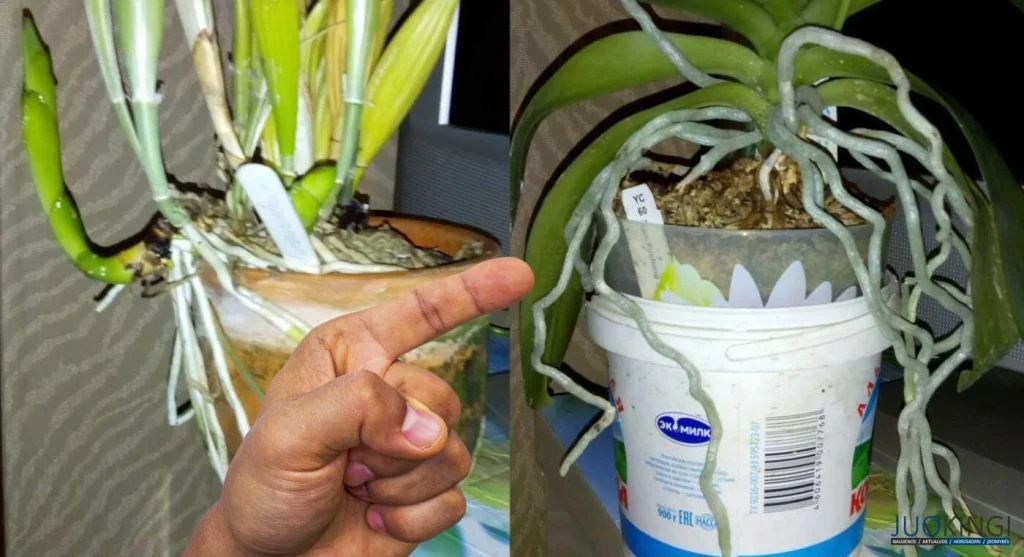 Was tun mit den Wurzeln der Orchideen, die aus dem Topf herausragen? Viele Menschen machen diesen Fehler? 
