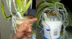 Was tun mit den Wurzeln der Orchideen, die aus dem Topf herausragen? Viele Menschen machen diesen Fehler?