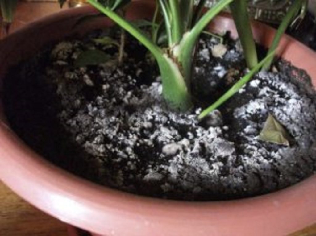 Ganz ohne Chemikalien: Ein einfaches Hausmittel stellt Schädlinge im Garten ab