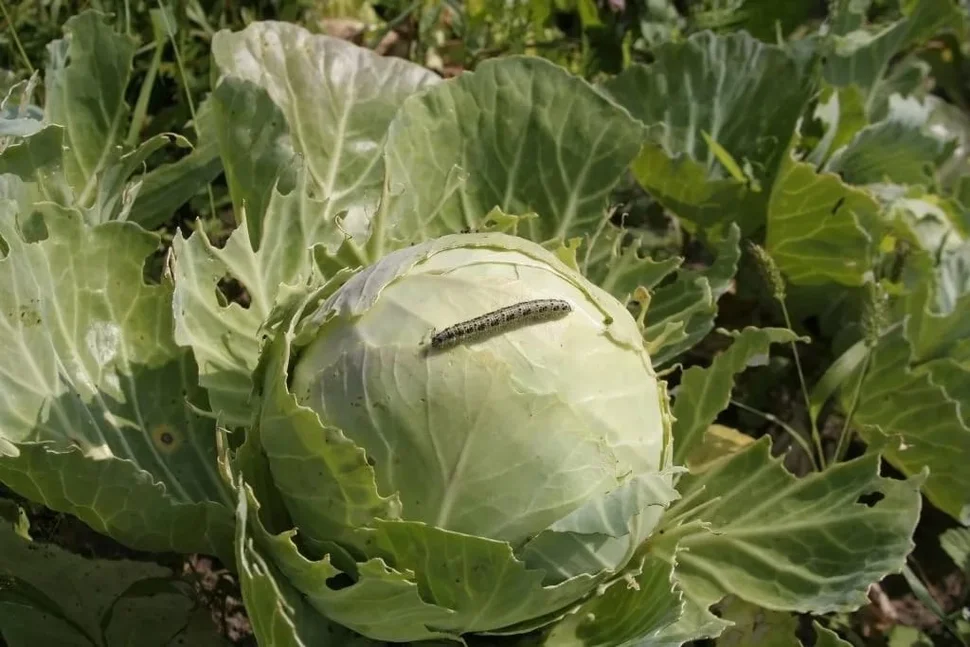 Einfache Volksmittel gegen Kohl Raupen: ohne Chemikalien und Kosten