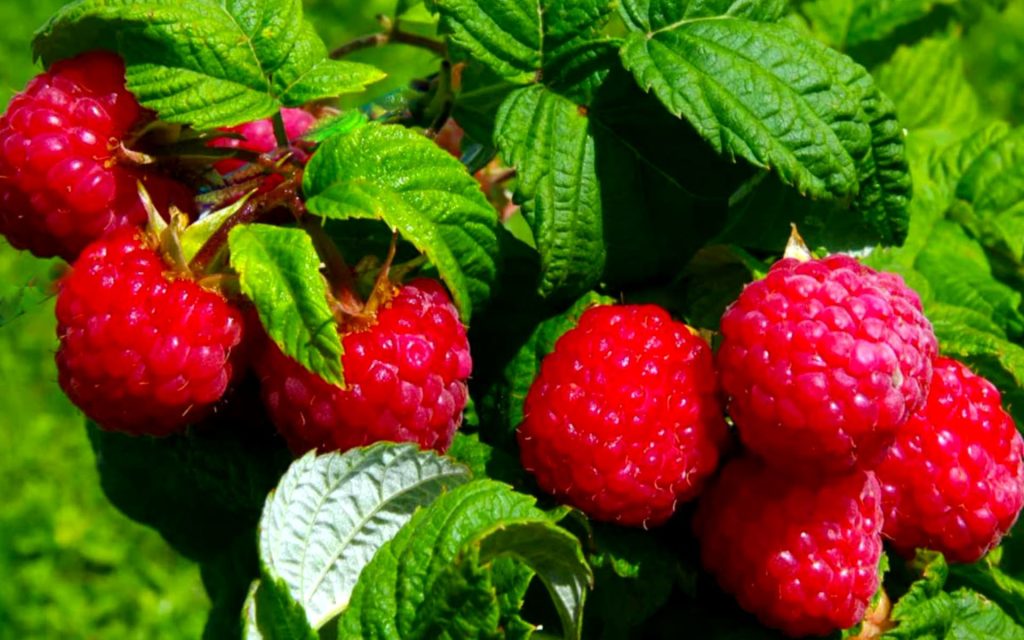 Himbeeren diese Düngerdünger 