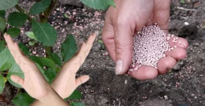 Sie düngen die Rosen nicht, um zu vermeiden, die Blumen zu beschädigen. Erinnere dich ein für alle Mal daran