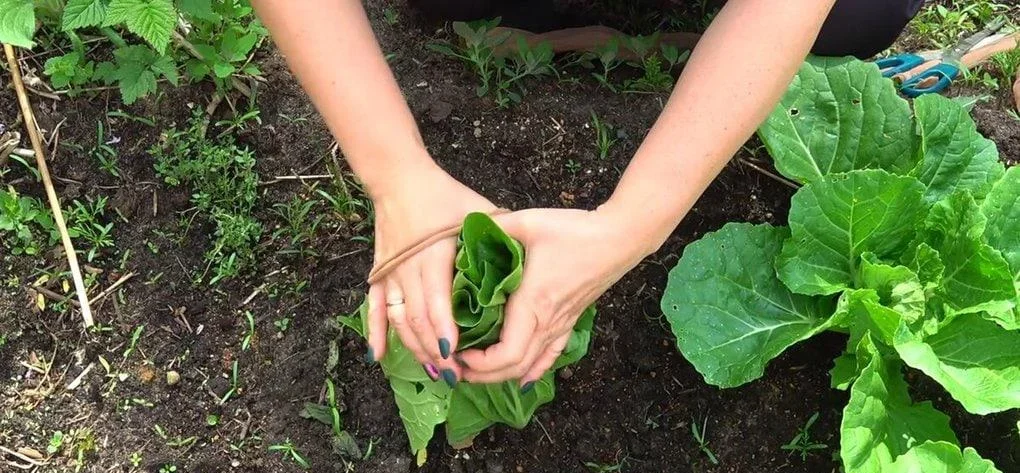 Kohl wächst, aber der Kopf wird nicht gebildet? Eine Runde und alles wird sich ändern