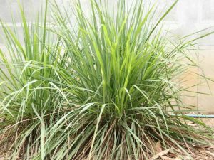7 bekannte Gartenpflanzen, die gegessen werden können, sind dekorativ und haben viele Heileigenschaften