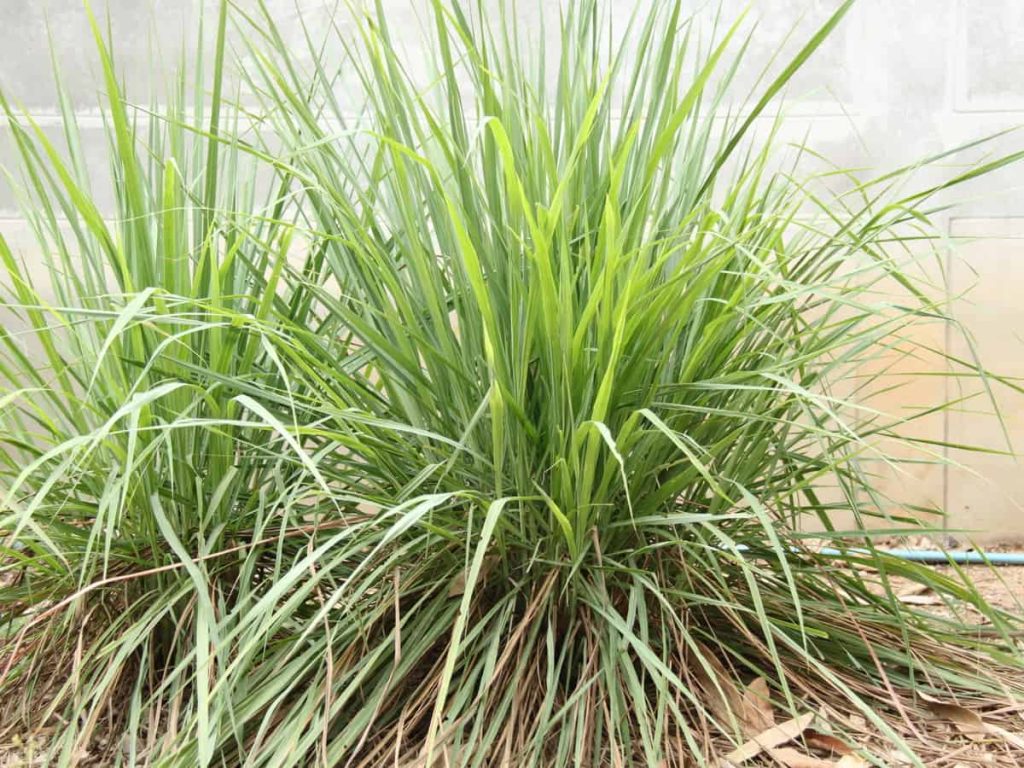 7 bekannte Gartenpflanzen, die gegessen werden können, sind dekorativ und haben viele Heileigenschaften 