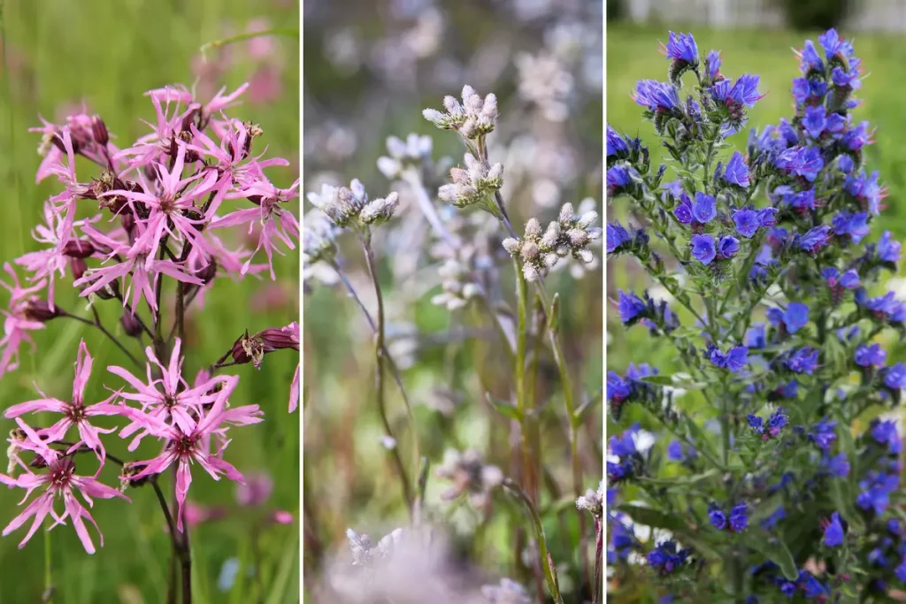 Sechs Feldblumen, die im Juni blühen und auch Ihren Garten dekorieren 