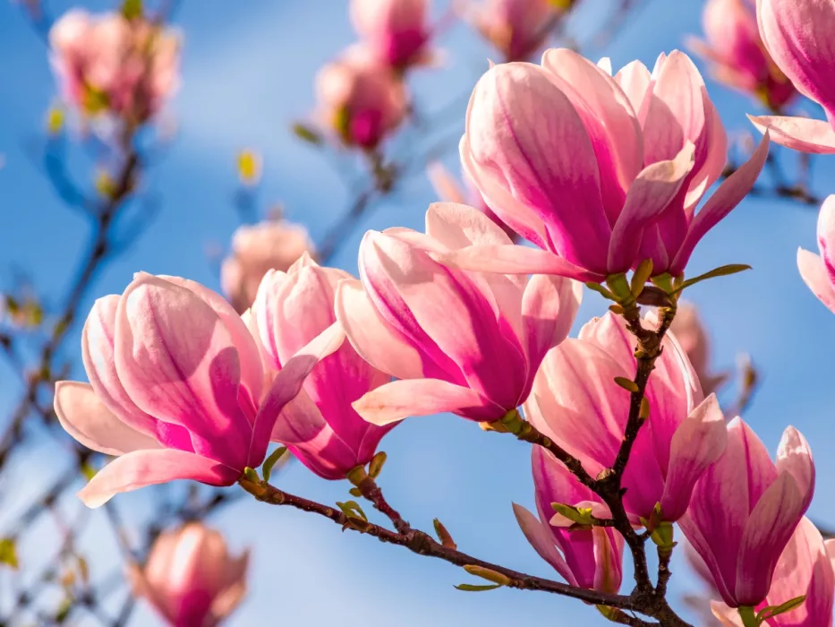 Ich habe Magnolien immer auf diese Weise geschnitten. Dank dessen werden wir während der gesamten Saison jedes Jahr mit der Blüte zufrieden sein. 