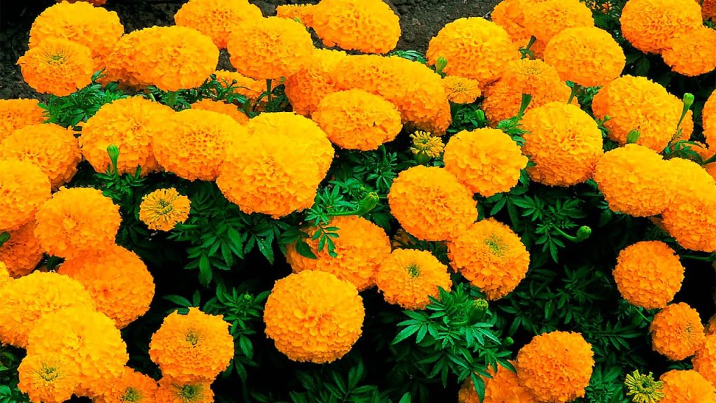 Im Juni können Sie diese 10 schönen Blumen pflanzen, um im August einen üppigen Garten zu haben.