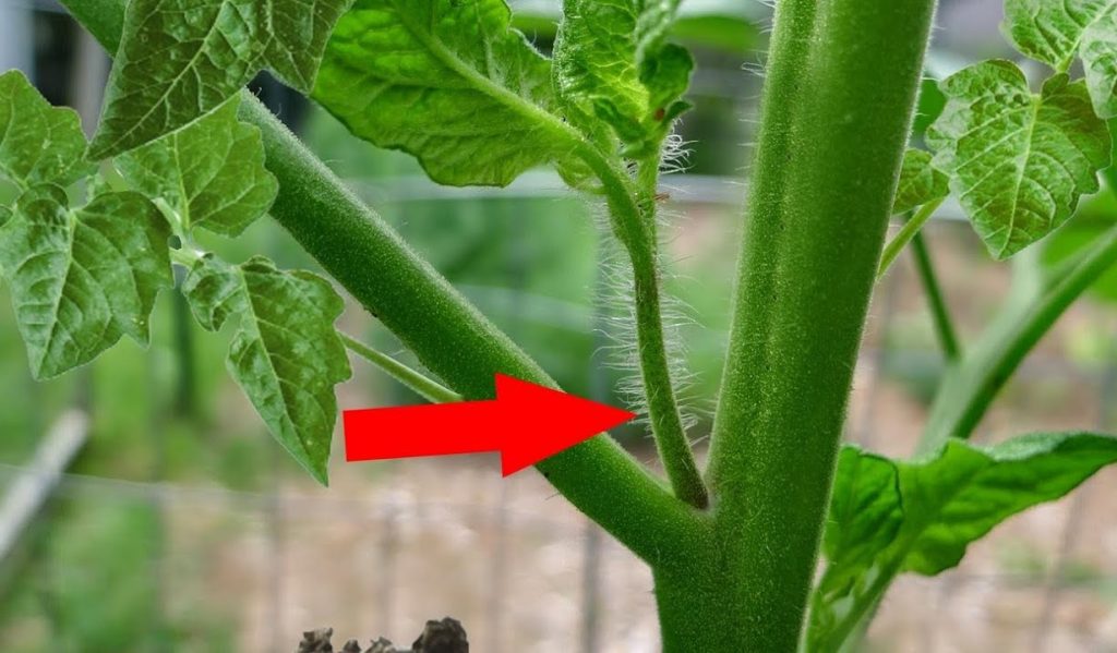Mach es mit Seitenaufnahmen von Tomaten. Dies wird den Ertrag erhöhen. 