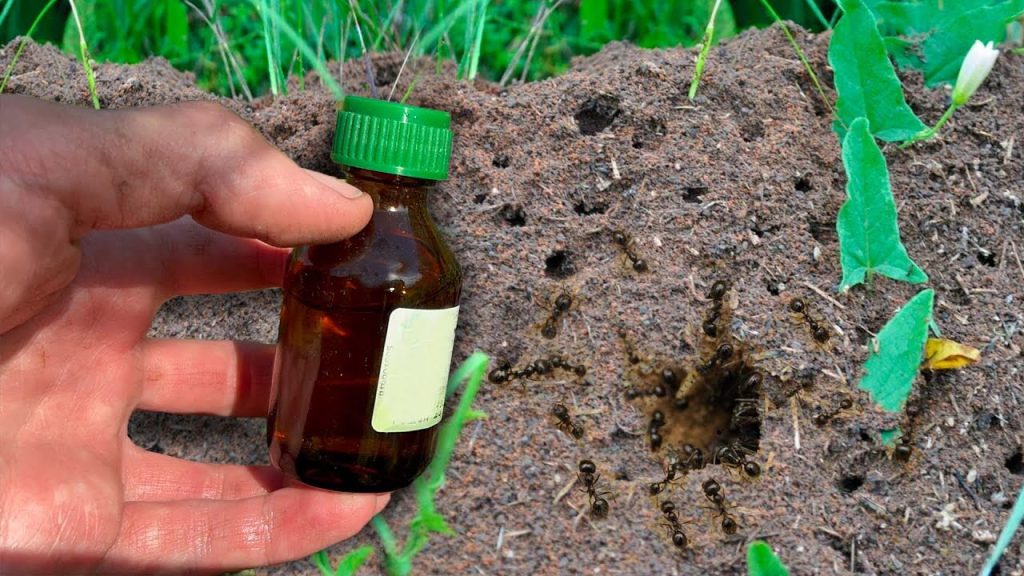 Wie man den Anthill in Ihrem Haus und auf der Handlung schnell und einfach zerstört: die besten Tipps.