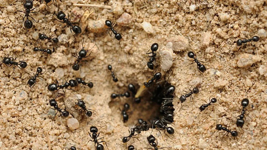 Wie man den Anthill in Ihrem Haus und auf der Handlung schnell und einfach zerstört: die besten Tipps.