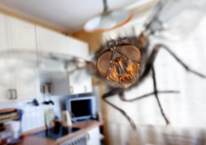 Wie kann man Fliegen im Haus loswerden? 8 Tipps, wie man sie ohne Chemikalien ablehnt