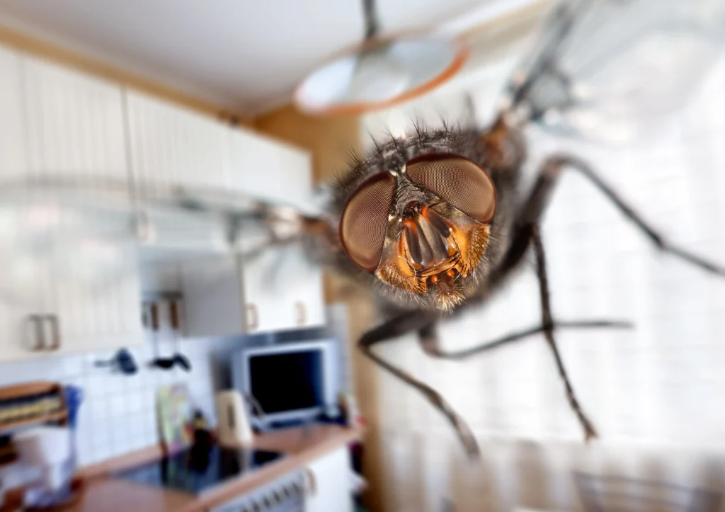 Wie kann man Fliegen im Haus loswerden? 8 Tipps, wie man sie ohne Chemikalien ablehnt 