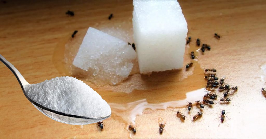 Pest. Was bedeutet das Auftreten von Ameisen im Haus?
