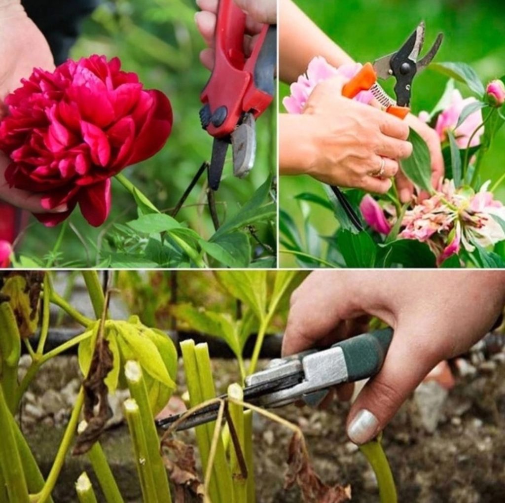 Wie man nach der Blüte die Pfingstrosen richtig kümmert - Expertenberatung