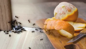 Weder kochendes Wasser noch Soda: Früchte, die ideal für die Zerstörung von Anthill im Garten sind