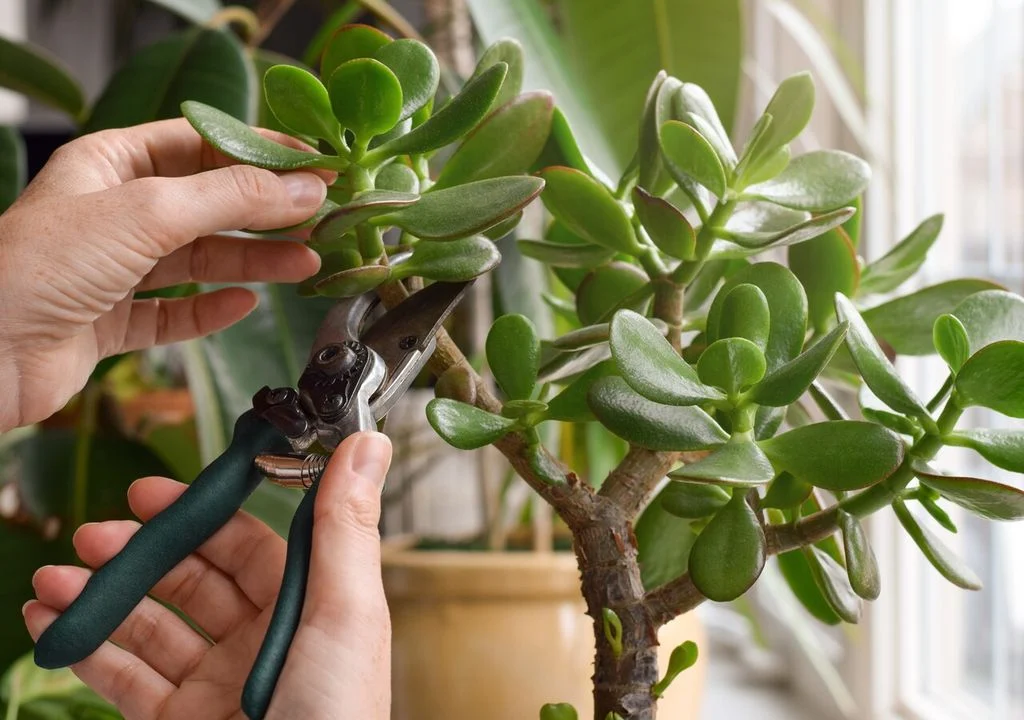 Es ist nicht Bonsai, bringt aber Glück: Diese Miniaturanlage ist ideal für Ihr Zuhause!