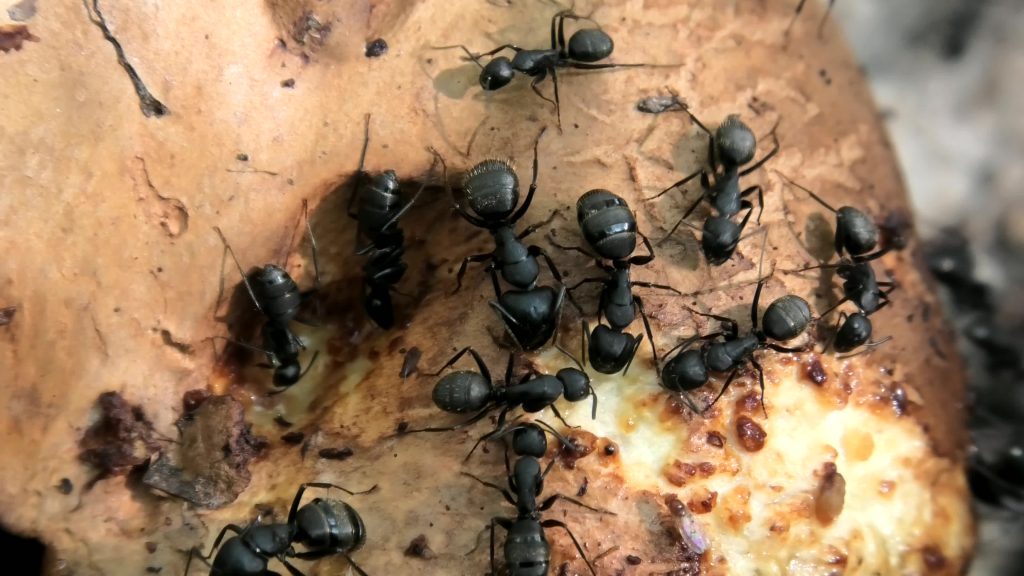 Warum gibt es Ameisen im Haus? Wer sind sie, was zieht sie an und wie sie sie loswerden können?