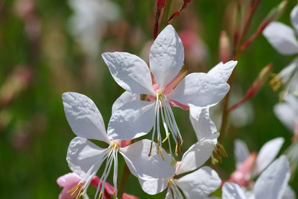 Diese sehr langlebige Blume wächst auch auf Kies und blüht den ganzen Sommer über ohne Bewässerung.